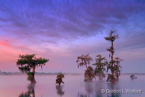 Lake Martin Dawn_46686.jpg - Photographed near Breaux Bridge, Louisiana, USA.